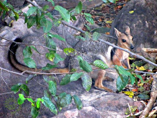 Northern Territory wildlife tour, Australia