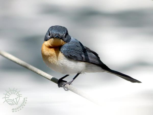 Northern Territory wildlife tour, Australia