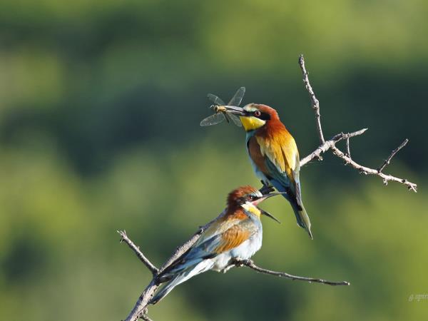Greece bird watching holiday, Lake Kerkini