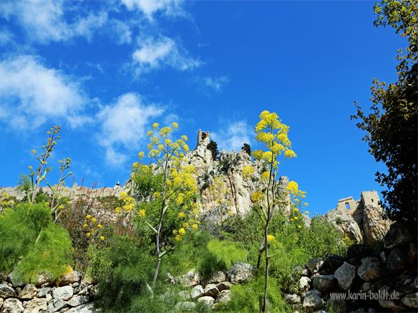 Cyprus botany holiday