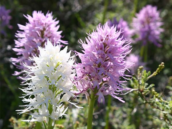 Cyprus botany holiday