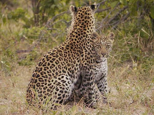 Botswana safari holiday