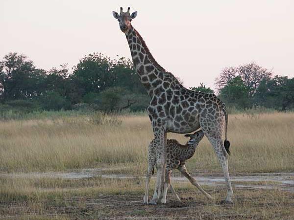 Botswana safari holiday