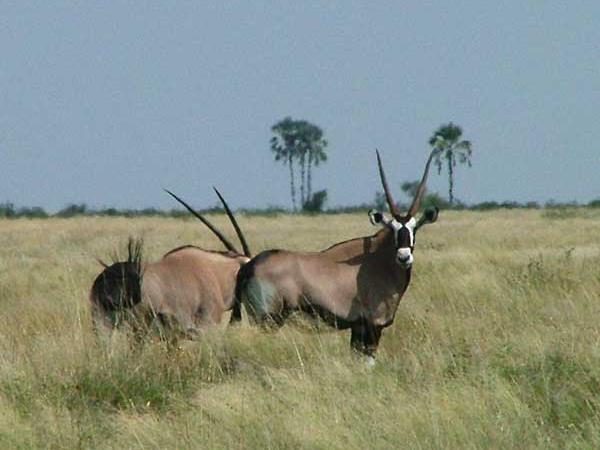 Botswana safari holiday