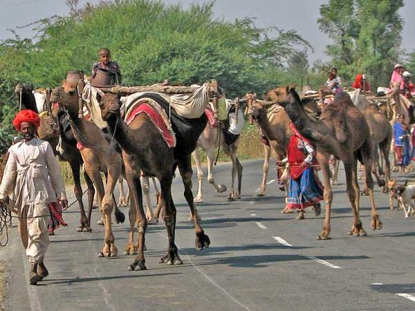 Tailor made Rajasthan tour, India