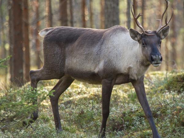 Wild Taiga wildlife holiday in Finland