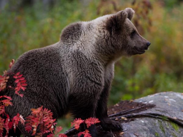 Wild Taiga wildlife holiday in Finland