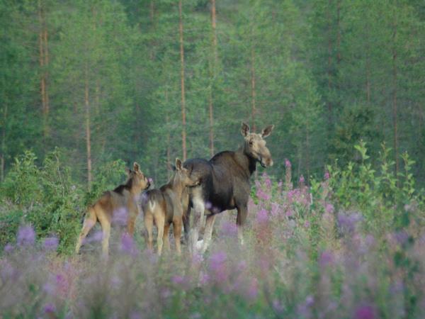 Wild Taiga wildlife holiday in Finland