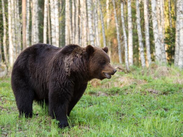 Wild Taiga wildlife holiday in Finland