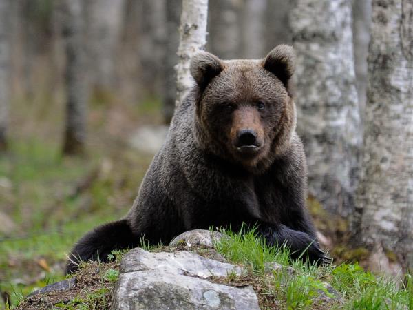 Wild Taiga wildlife holiday in Finland