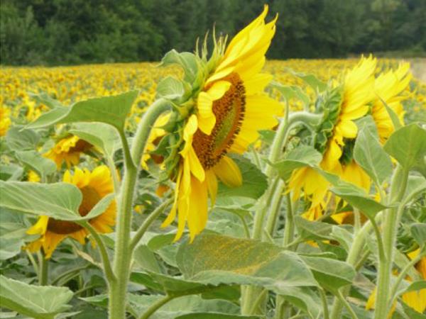 Loire Valley self catering accommodation, France