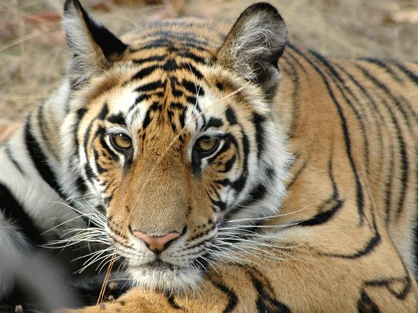 Bandhavgarh Tiger Reserve lodge