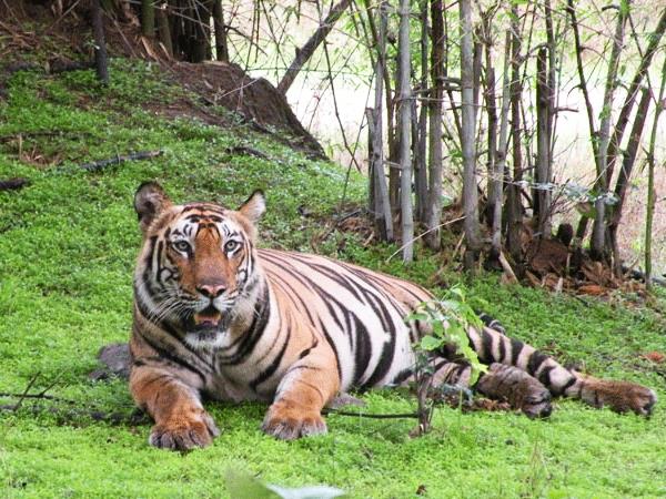 Bandhavgarh Tiger Reserve lodge