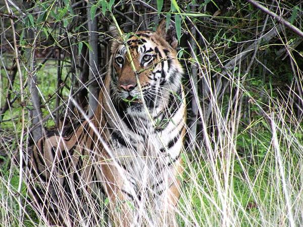 Kanha Tiger Reserve lodge, India
