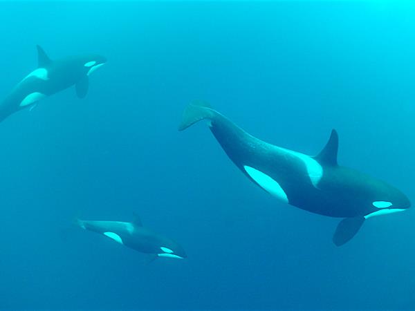 Swim with orcas in fjords of Norway