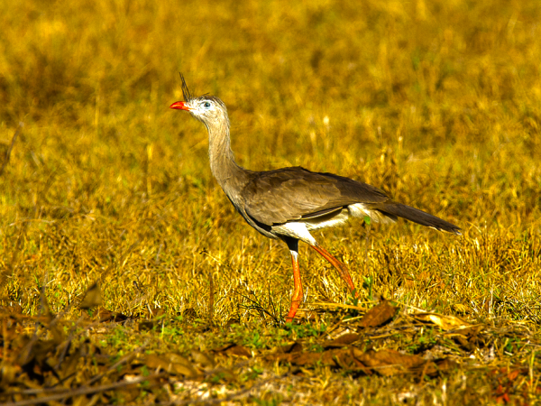 Birdwatching holiday in Northern Argentina