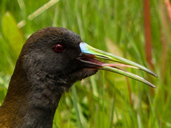 Birdwatching holiday in Northern Argentina
