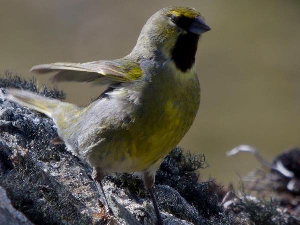 Birdwatching holiday in Northern Argentina