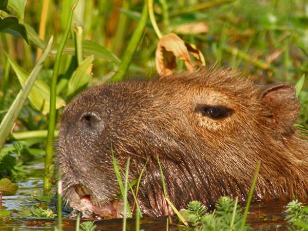 Northern Argentina wildlife and nature holiday