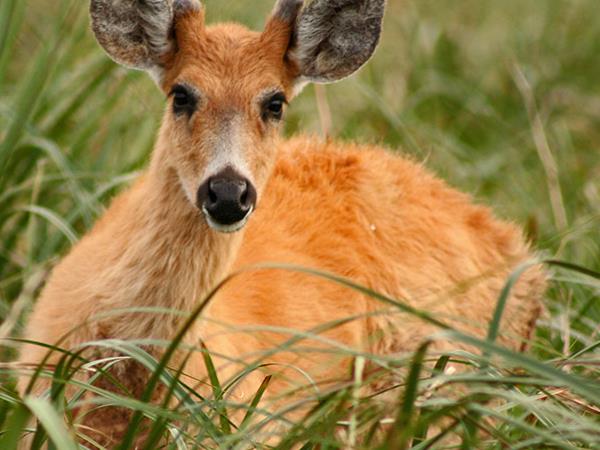 Northern Argentina wildlife and nature holiday