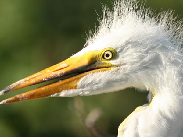 Northern Argentina wildlife and nature holiday