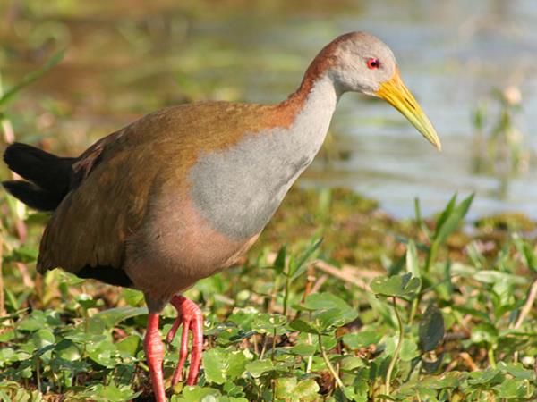 Northern Argentina wildlife and nature holiday