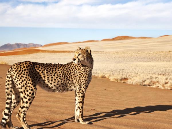 Namibia flying safari