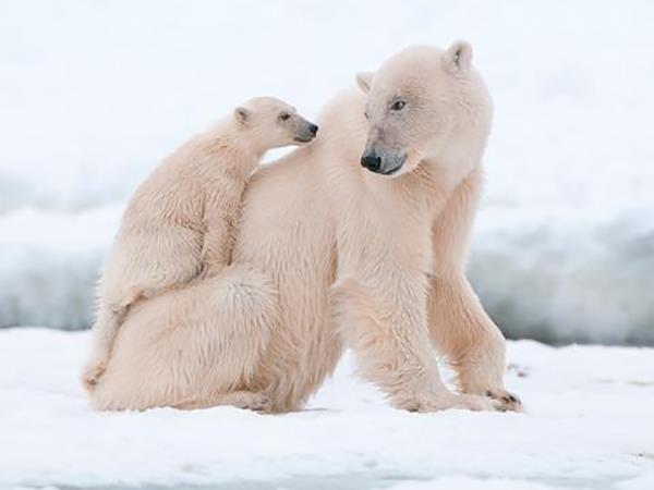 Spitsbergen, East Greenland to Iceland Arctic cruise