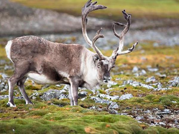 Spitsbergen, East Greenland to Iceland Arctic cruise