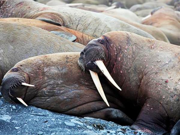 Spitsbergen, East Greenland to Iceland Arctic cruise