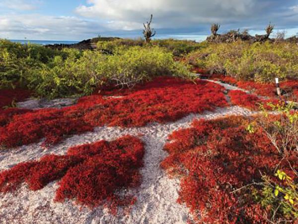 Galapagos cruise holiday