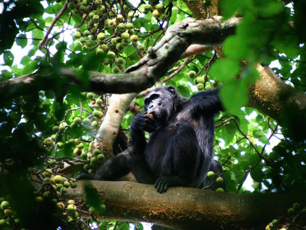 Uganda discovery tour