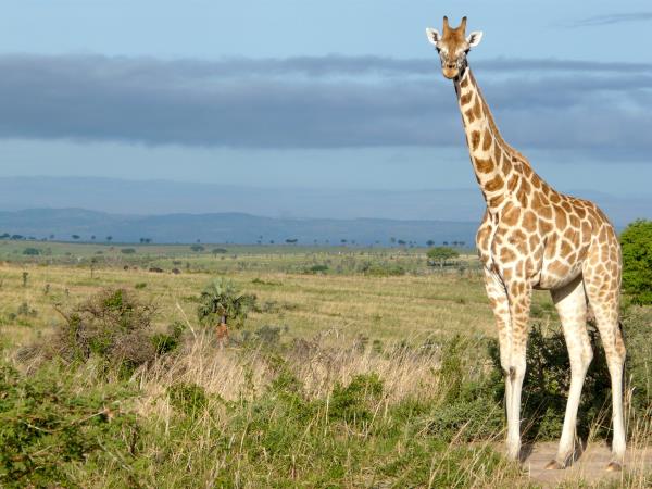 Uganda discovery tour
