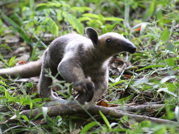 Costa Rica wildlife conservation