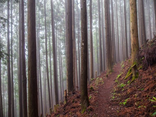 Kumano Kodo trail self guided walking holiday, Japan