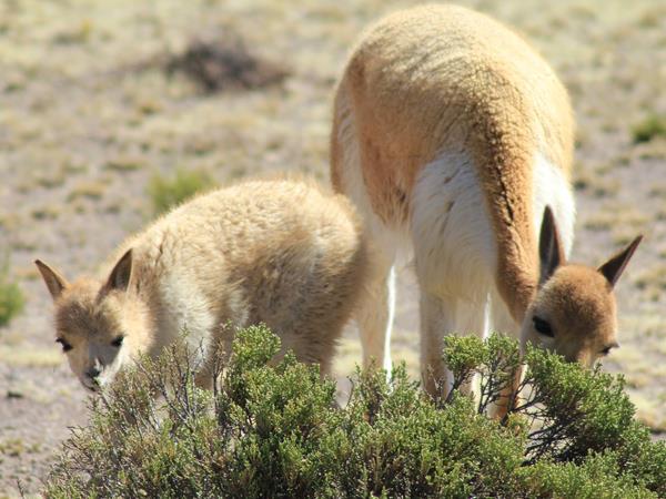 Lima to Cusco Peru tour