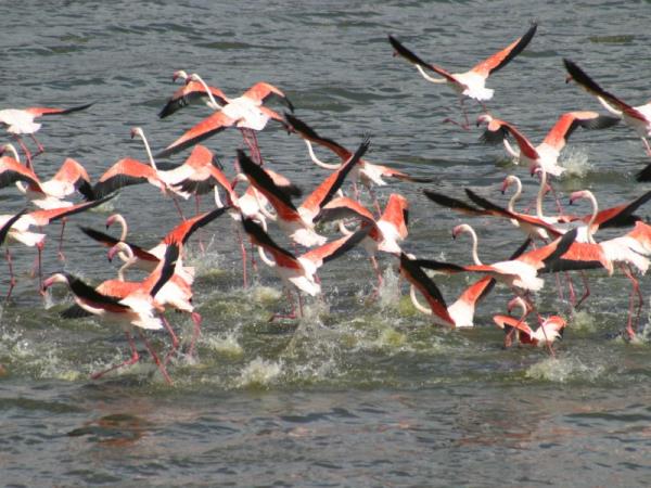 Birding holiday in Kenya