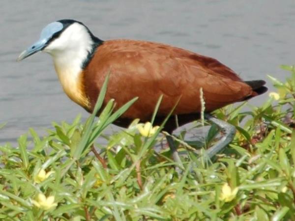 Birding holiday in Kenya