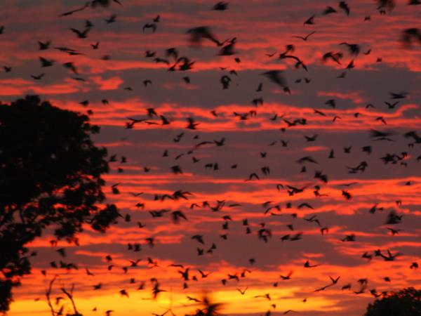 Bird and bat safari in Zambia