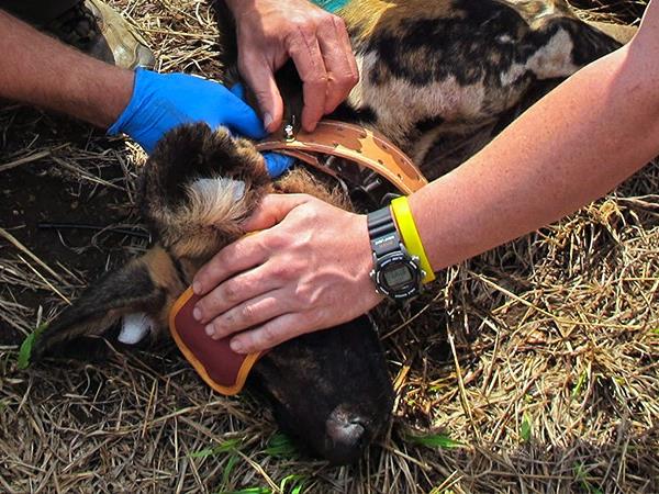 Endangered wildlife conservation in South Africa