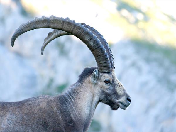 Himalayan Kinnaur, Sangla and Spiti Valley tour