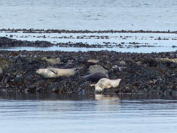 Inner Hebrides wildlife cruise