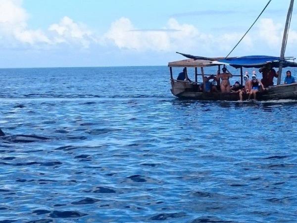 Whale Shark conservation holiday in Tanzania
