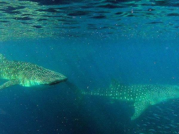 Whale Shark conservation holiday in Tanzania