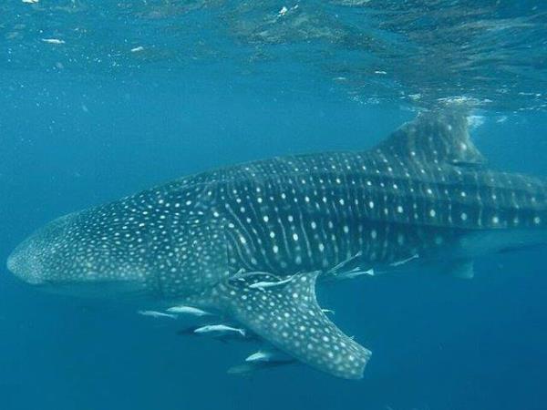 Whale Shark conservation holiday in Tanzania