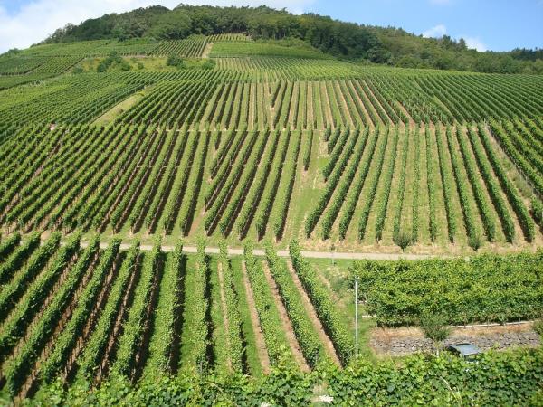 Italy wine tour in Umbria & Tuscany