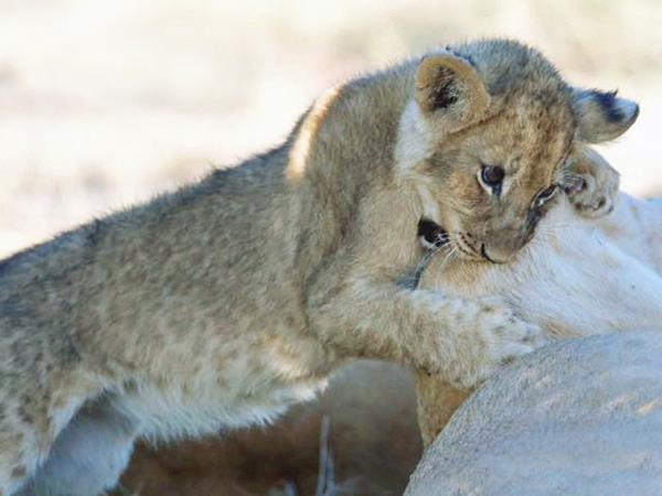 Botswana green desert safari