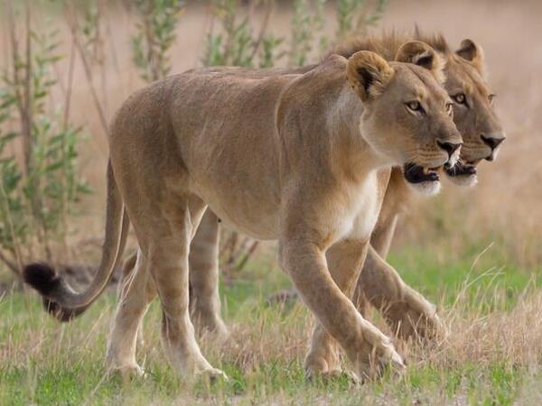 Zimbabwe & Botswana self drive holiday