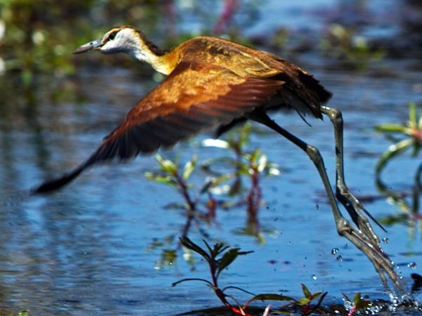 Botswana safari and Victoria Falls