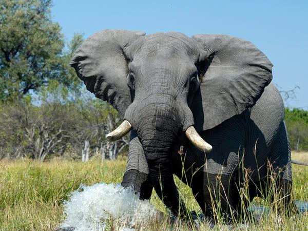 Botswana safari, lodges and mobile camps